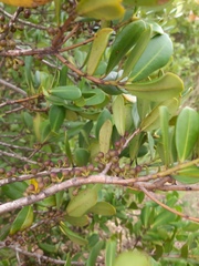 Myrsine parvifolia