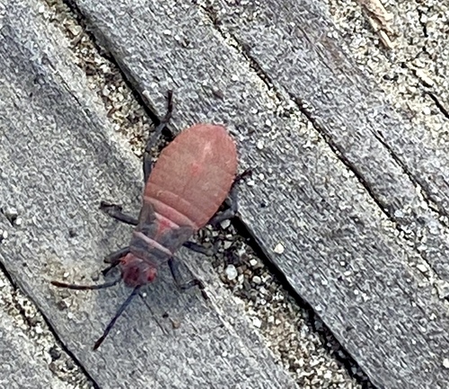 iNaturalist observation photo of Red-shouldered Bug