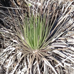 Argyroxiphium kauense