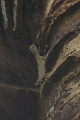 Draco rhytisma