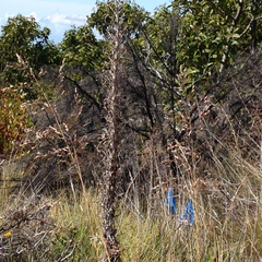 Argyroxiphium kauense