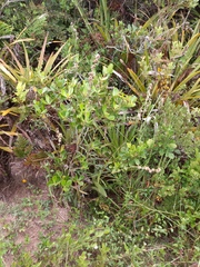 Elephantopus angustifolius