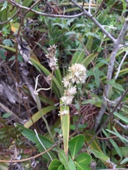 Elephantopus angustifolius