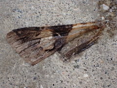 Lepidoptera