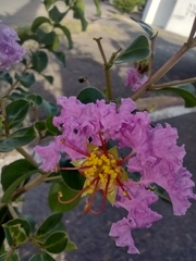 Lagerstroemia indica