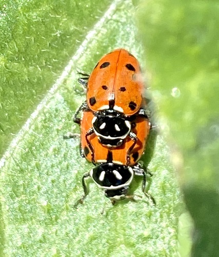iNaturalist observation photo of Convergent Lady Beetle