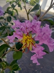 Lagerstroemia indica