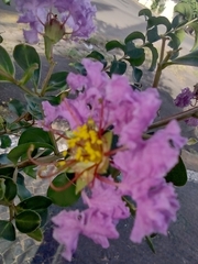 Lagerstroemia indica