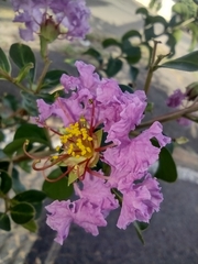 Lagerstroemia indica