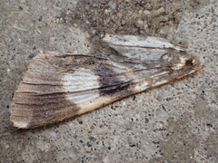 Lepidoptera