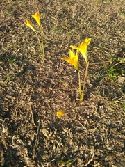 Zephyranthes tubispatha