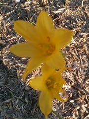 Zephyranthes tubispatha