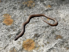 Tantilla gracilis
