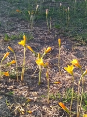 Zephyranthes tubispatha