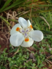 Dietes iridioides