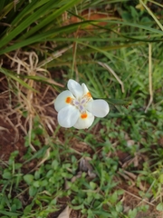Dietes iridioides