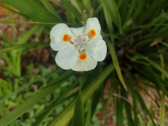 Dietes iridioides