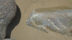 Chthamalus hedgecocki