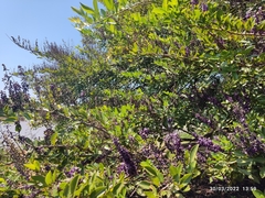 Lonchocarpus hondurensis