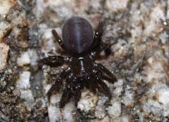 Hebestatis theveneti