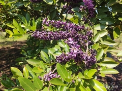 Lonchocarpus hondurensis