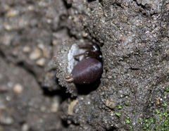 Hebestatis theveneti