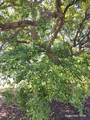 Lonchocarpus hondurensis