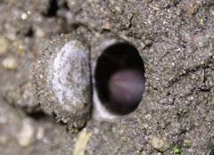 Hebestatis theveneti