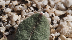 Eriogonum apiculatum