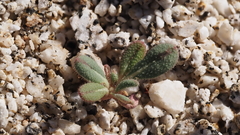 Eriogonum apiculatum