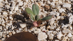 Eriogonum apiculatum