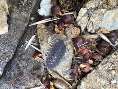 Porcellio echinatus