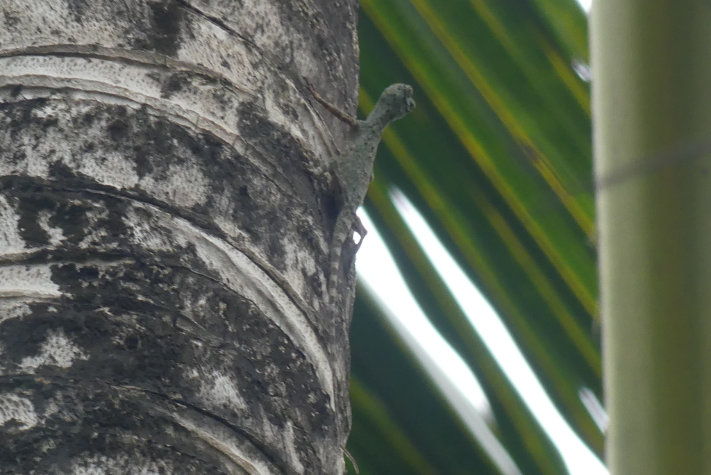 Banggai Flying Lizard