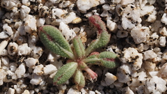 Eriogonum apiculatum