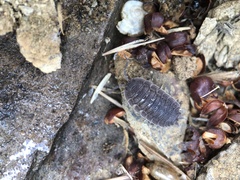 Porcellio echinatus