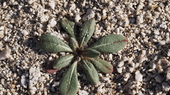 Eriogonum apiculatum
