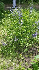 Baptisia australis aberrans