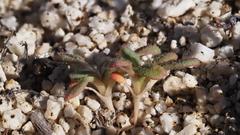 Eriogonum apiculatum