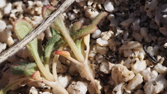 Eriogonum apiculatum