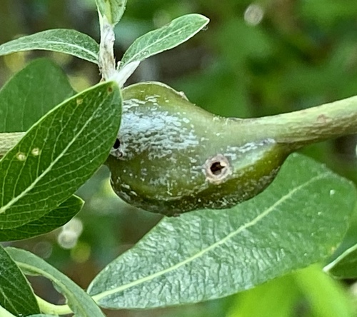 iNaturalist observation photo of Gall Midges