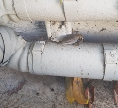 Elgaria multicarinata