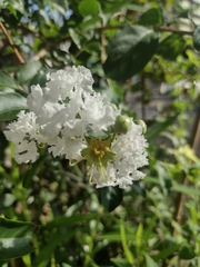 Lagerstroemia