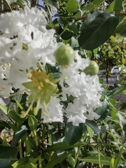 Lagerstroemia