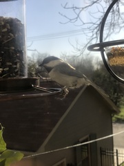 Poecile carolinensis