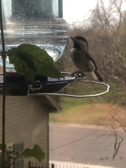 Poecile carolinensis