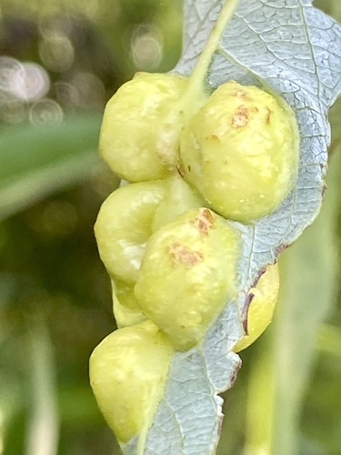 iNaturalist observation photo of Willow Apple Gall Sawfly
