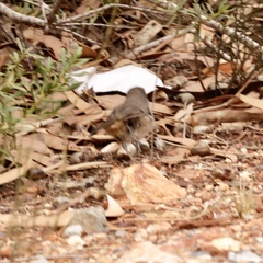 Pyrrholaemus brunneus