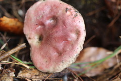 Australopilus palumanus