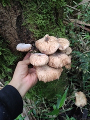 Armillaria mexicana
