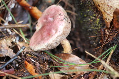 Australopilus palumanus